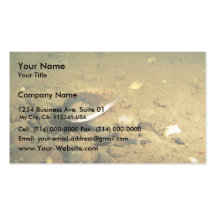Freshwater Mussel Business Cards