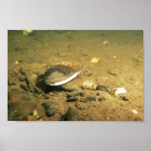 Freshwater Mussel Poster