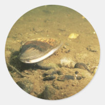 Freshwater Mussel Sticker