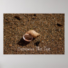 Freshwater Snail Shell; Customisable Poster