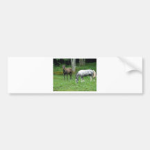 FRIENDLY HORSES BUMPER STICKER