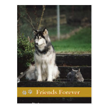 Friends Forever - dog & cat postcard