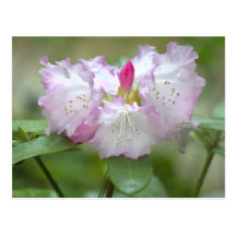 Frilly Pinks Post Cards
