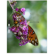 Fritillary Butterfly Dry Erase Board