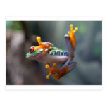 Frog by John Remar Jr. Post Cards