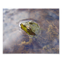 Frog in Water Photograph