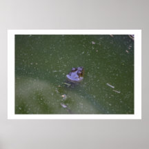 Frog Print