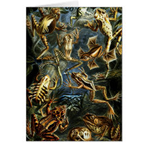 Frogs - Batrachia Greeting Cards