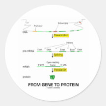 From Gene To Protein Stickers