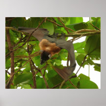 Fruit Bat Print