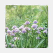 Full Bloom - Chive Flowers Magnets