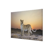 Full length view  of  Leopard (Panthera pardus) Stretched Canvas Prints