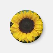 Full of Grace Sunflower Magnets