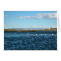 fun greeting cards