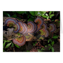 Fungi-covered Log in Hawaiian Rain Forest Card