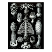 Fungi Post Card