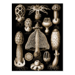 Fungi Postcards