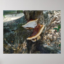 Fungus Among Us Posters