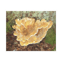 Fungus Gallery Wrapped Canvas