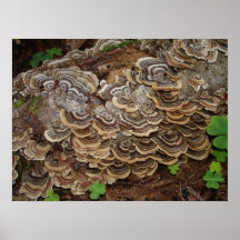 fungus growing on a tree print