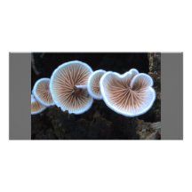 Fungus Photo Card Template