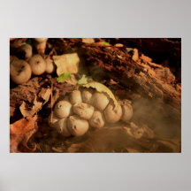 Fungus Poster