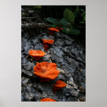 Fungus Posters