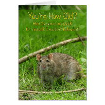 Funny Birthday Card - Wild Brown Rat