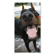 Funny Doberman Photograph