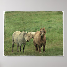 Funny Equines Posters