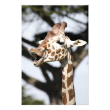 Funny faced reticulated giraffe, San Francisco Art Photo