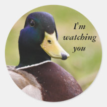 Funny I'm Watching You Duck Sticker