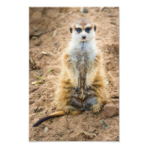 Funny Meerkat Art Photo