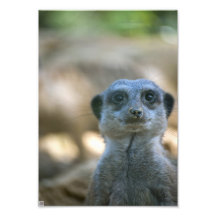 Funny Meerkat Photo Print