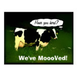 Funny Thinking Cow Postcard