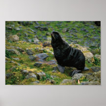 Fur seal posters