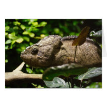 Furcifer paradalis greeting cards