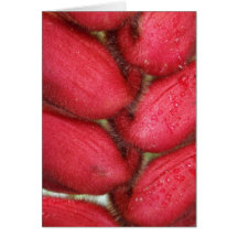 Fuzzy, Red Heleconia, Detail Greeting Cards