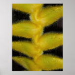Fuzzy Yellow Heliconia Poster