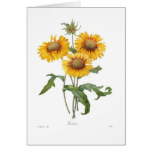 Gaillardia Cards