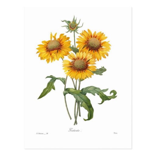 Gaillardia Post Card