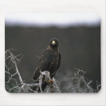 Galapagos Hawk Mousepad