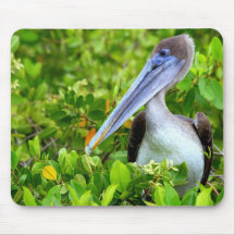Galapagos Pelican Mousepads