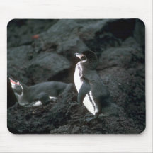 Galapagos' Penguin On Lava Rock Mouse Pad