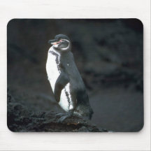 Galapagos' Penguin On Lava Rock Mouse Pad