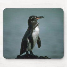 Galapagos' Penguin On Lava Rock Mousepads