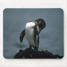 Galapagos' Penguin Preening Mouse Pads