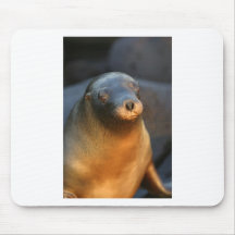 Galapagos sea lion mouse pad
