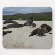 Galapagos Seals Mouse Pads