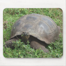 Galapagos Tortoise Mouse Pads